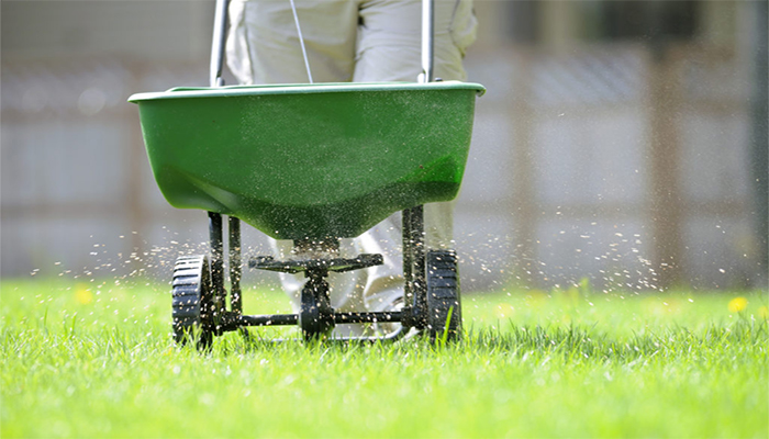 Overseeding Lawn